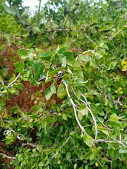 Cissampelos capensis