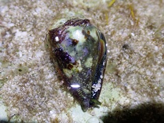 Conus rattus