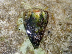 Conus rattus