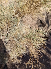 Psorothamnus spinosus