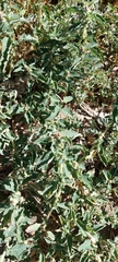 Atriplex suberecta