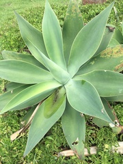 Agave attenuata