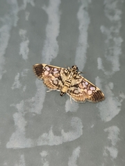 Phostria samealis