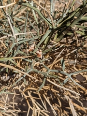 Psorothamnus spinosus