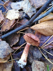 Tricholoma fulvum