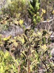 Hermannia salviifolia