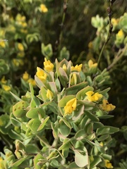 Rafnia racemosa