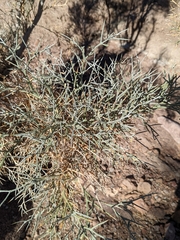 Psorothamnus spinosus