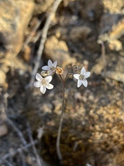 Jepsonia parryi