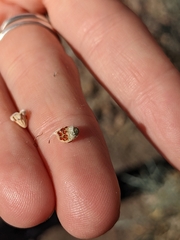 Psorothamnus spinosus