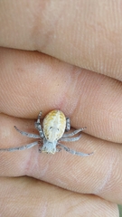 Stegodyphus dumicola