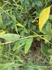 Desmodium illinoense