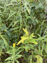 Desmodium illinoense