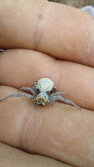 Stegodyphus dumicola