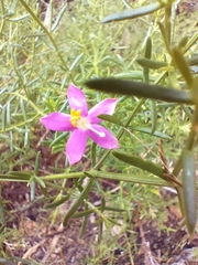 Chironia melampyrifolia