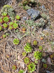 Sempervivum