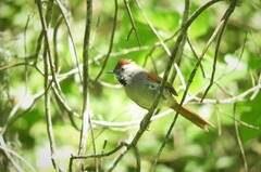 Synallaxis frontalis