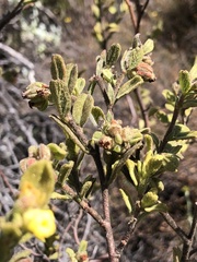 Hermannia salviifolia