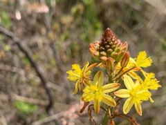 Bulbine frutescens