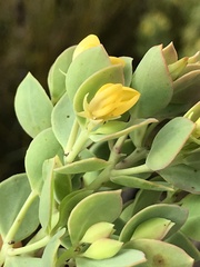 Rafnia racemosa