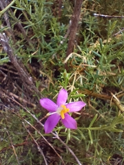Chironia melampyrifolia