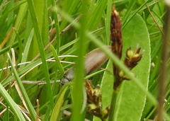 Athous haemorrhoidalis