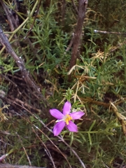 Chironia melampyrifolia
