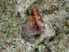 Dulcerana granularis