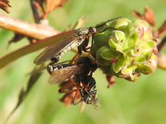 Empis tessellata