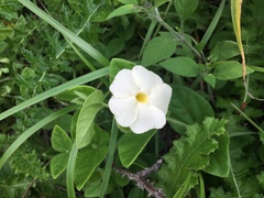 Thunbergia atriplicifolia