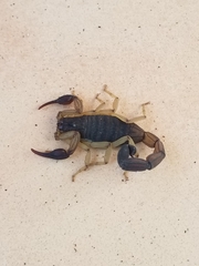 Centruroides edwardsii