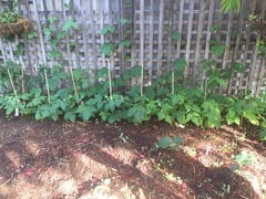 Phaseolus vulgaris