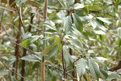 Quercus glauca
