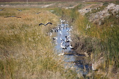 Ciconia ciconia asiatica