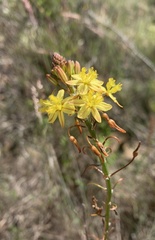 Bulbine frutescens