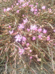 Mesembryanthemum junceum