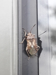 Stictopleurus punctatonervosus