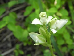 Chloraea membranacea