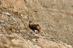 Rupicapra rupicapra balcanica