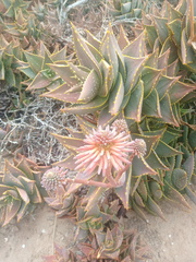 Aloe distans