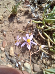 Cyanella hyacinthoides
