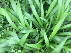 Setaria megaphylla