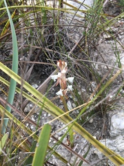 Satyrium acuminatum