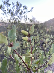 Quercus berberidifolia