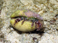 Dardanus guttatus