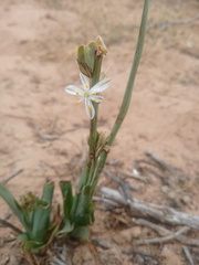 Chlorophytum graminifolium