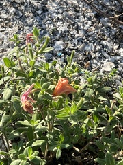 Oenothera drummondii