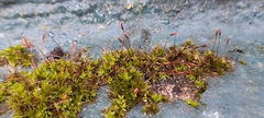 Tortula muralis