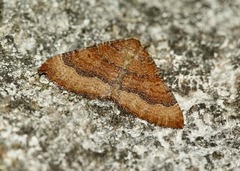 Larentia clavaria