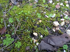 Tortella squarrosa